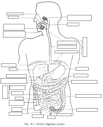 human digestive system quiz